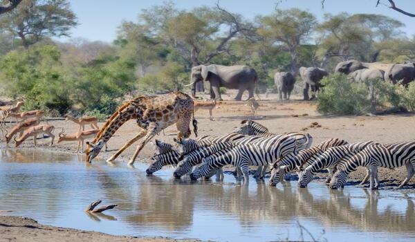  RPA, Eswatini, Mozambik, Zambia, Zimbabwe, Botswana - Sześć krajów Afryki